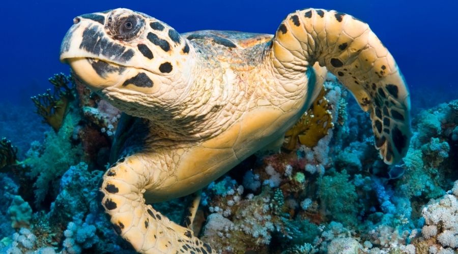 turtle