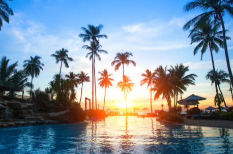 palms on the beach